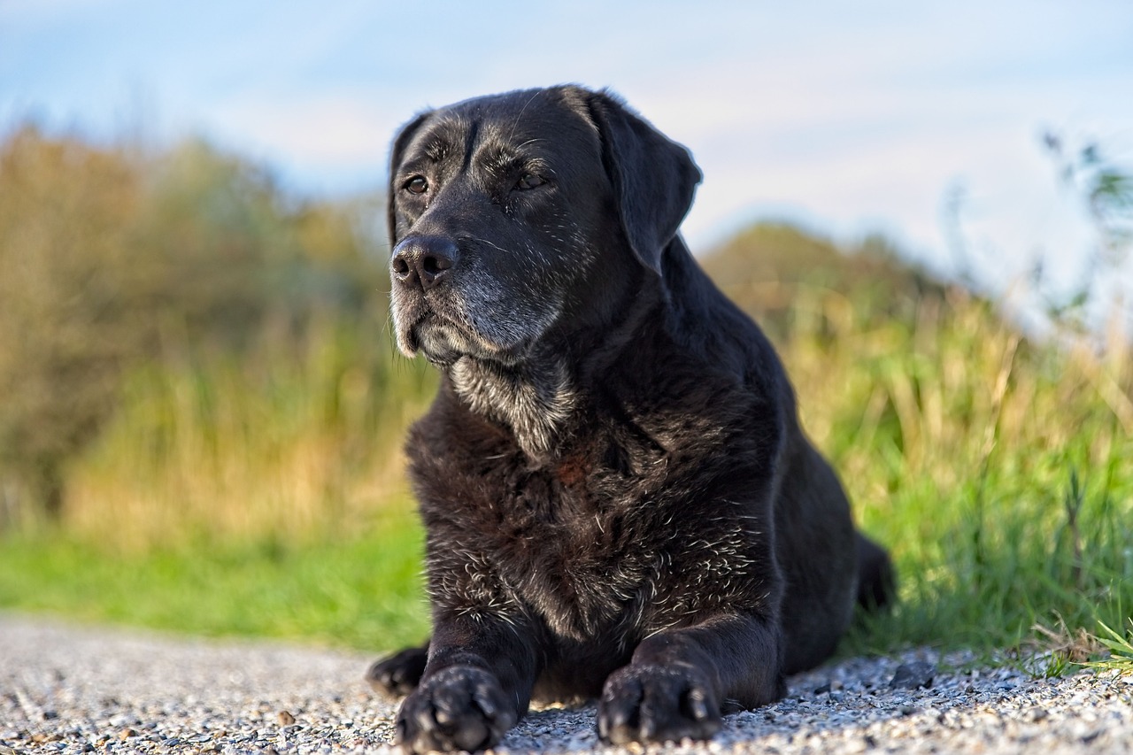 Cognitive Decline in Senior Pets - What to Look For